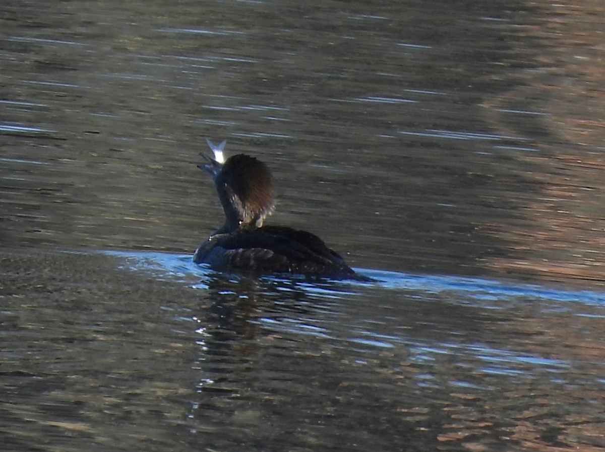Hooded Merganser - ML646556853