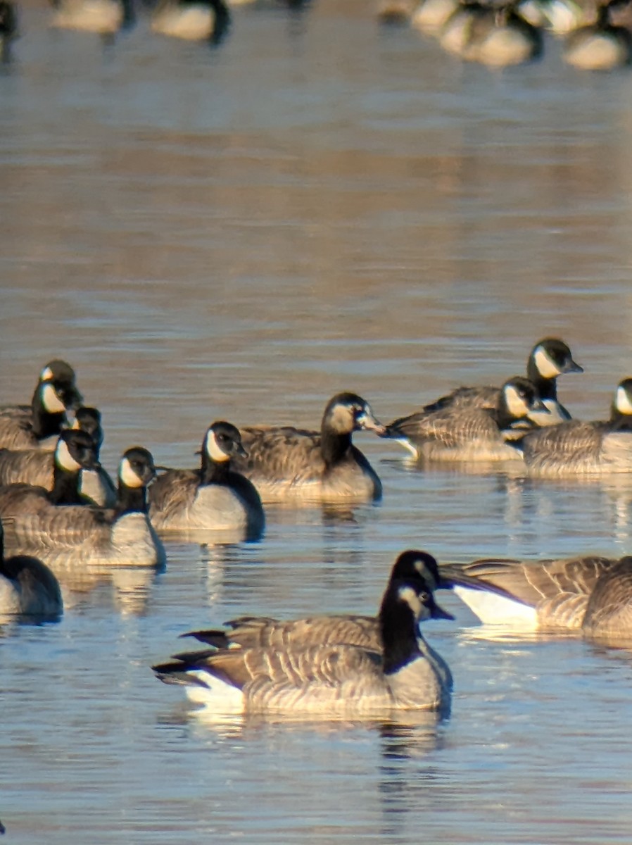 Greater White-fronted x Cackling Goose (hybrid) - ML646556854