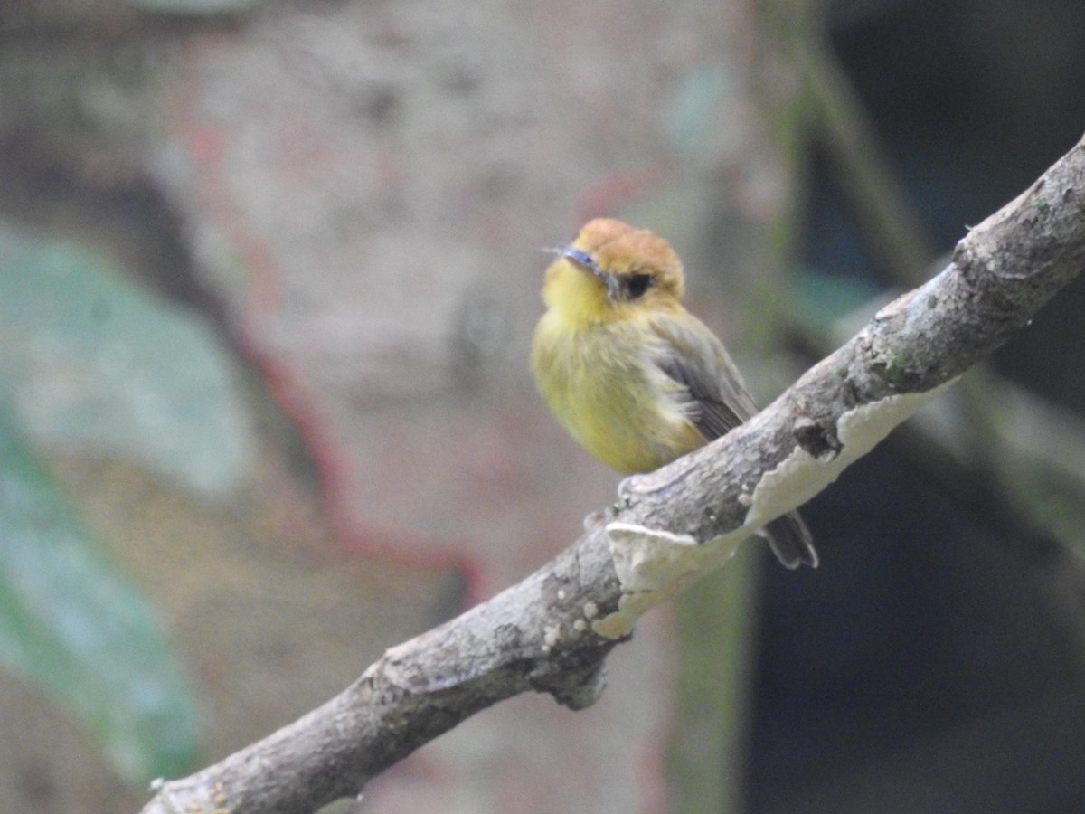 Yellow-throated Spadebill - ML646556855