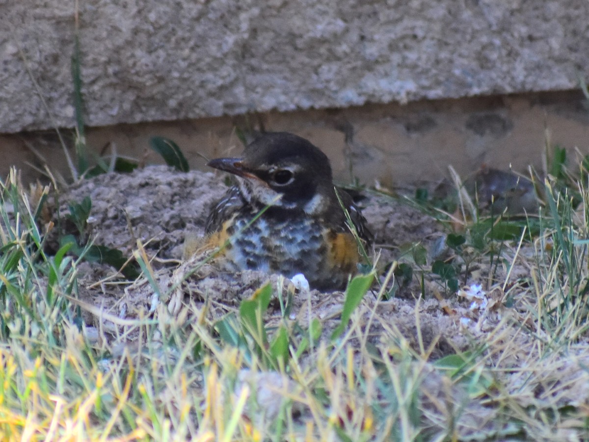 American Robin - ML646556856