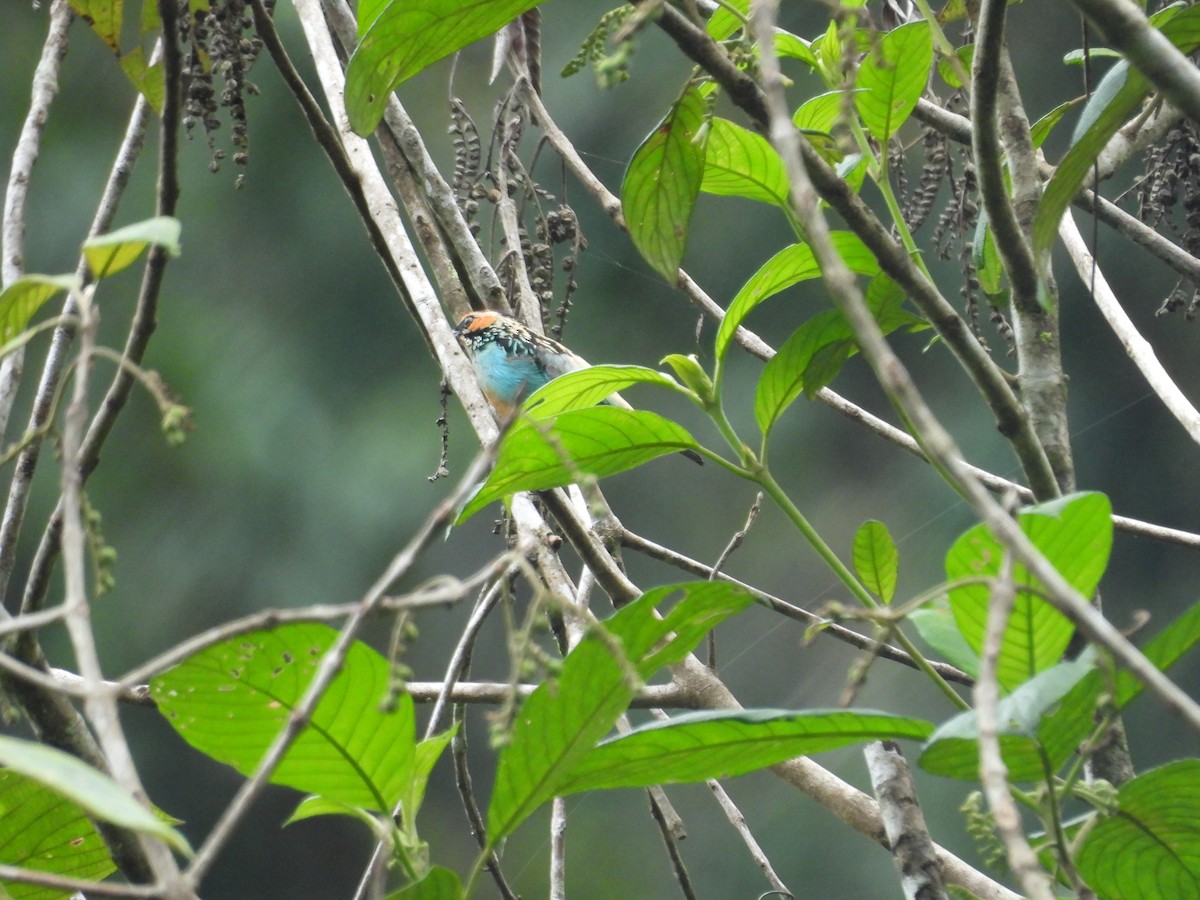 Saffron-crowned Tanager - ML646556857