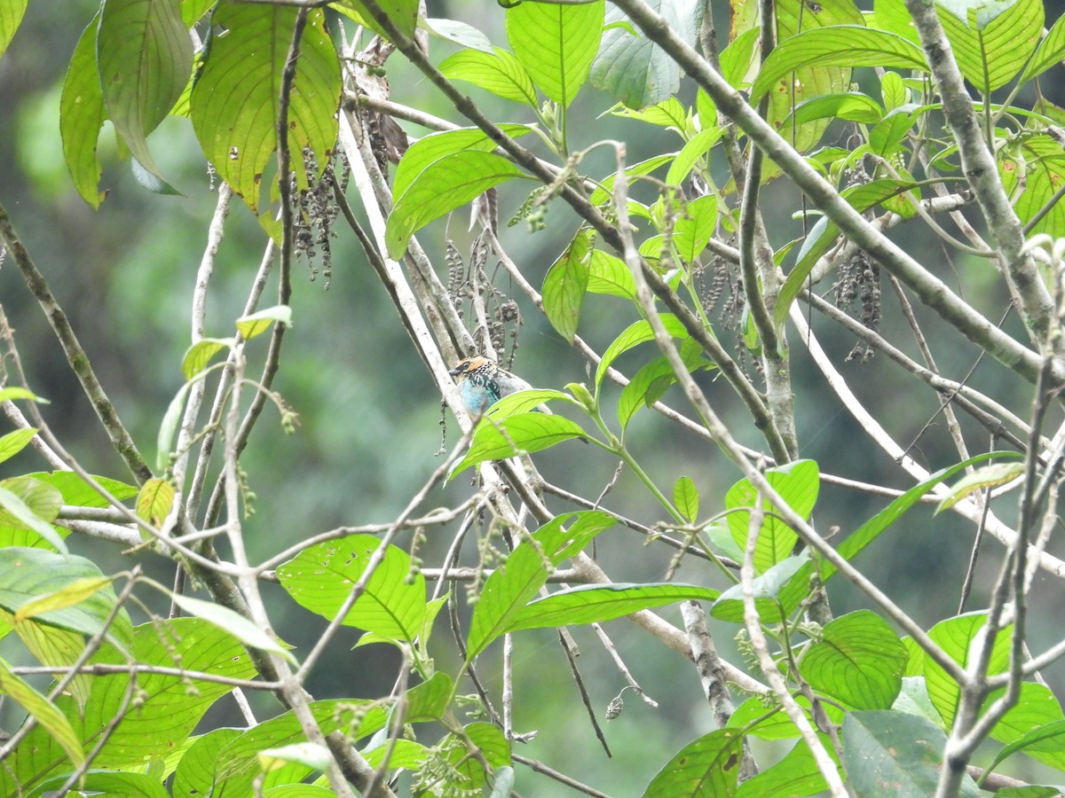 Saffron-crowned Tanager - ML646556858