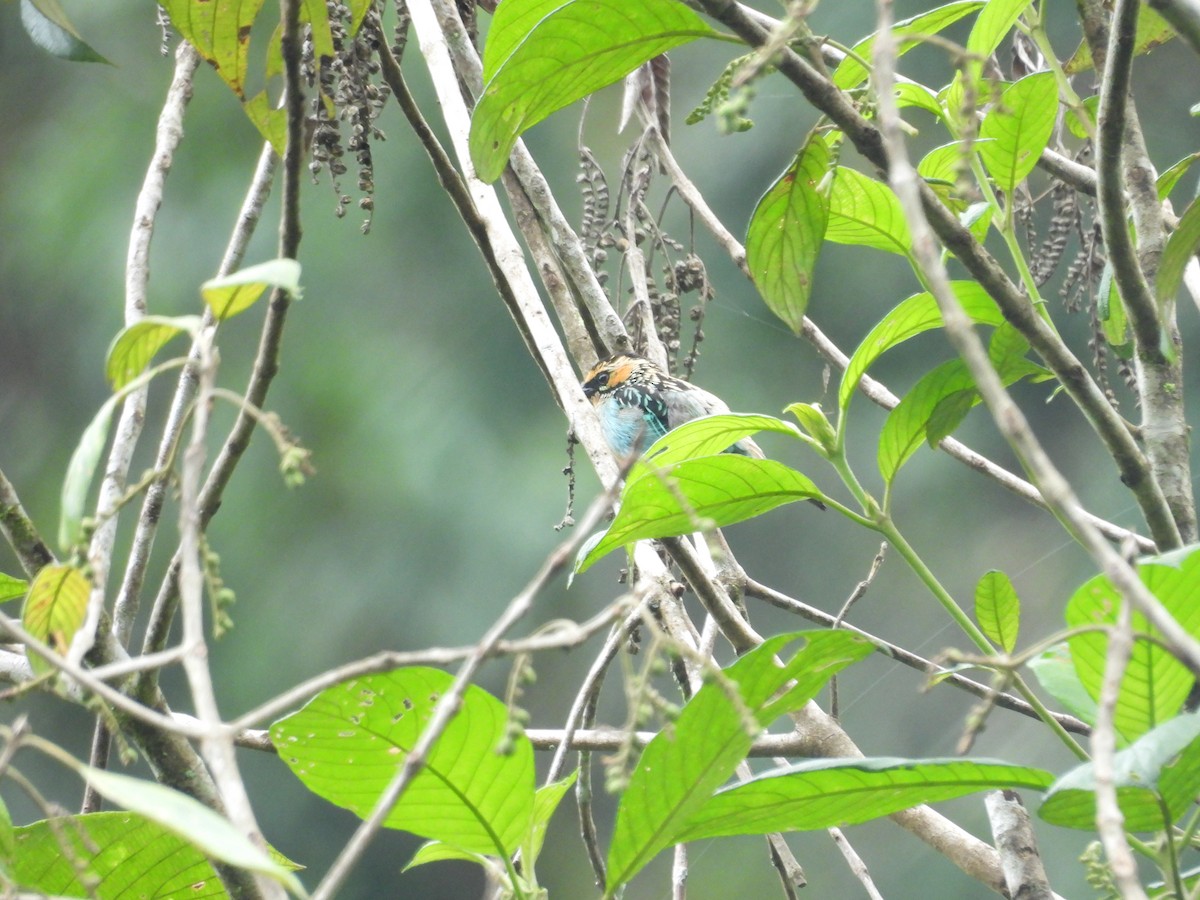 Saffron-crowned Tanager - ML646556859