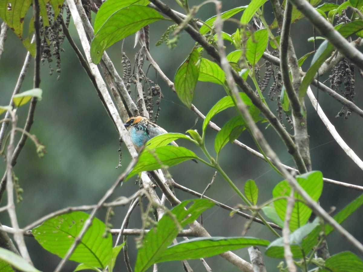 Saffron-crowned Tanager - ML646556860