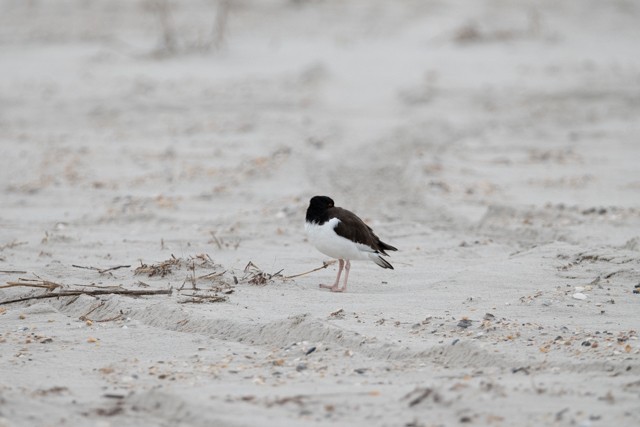 American Oystercatcher - ML646556861