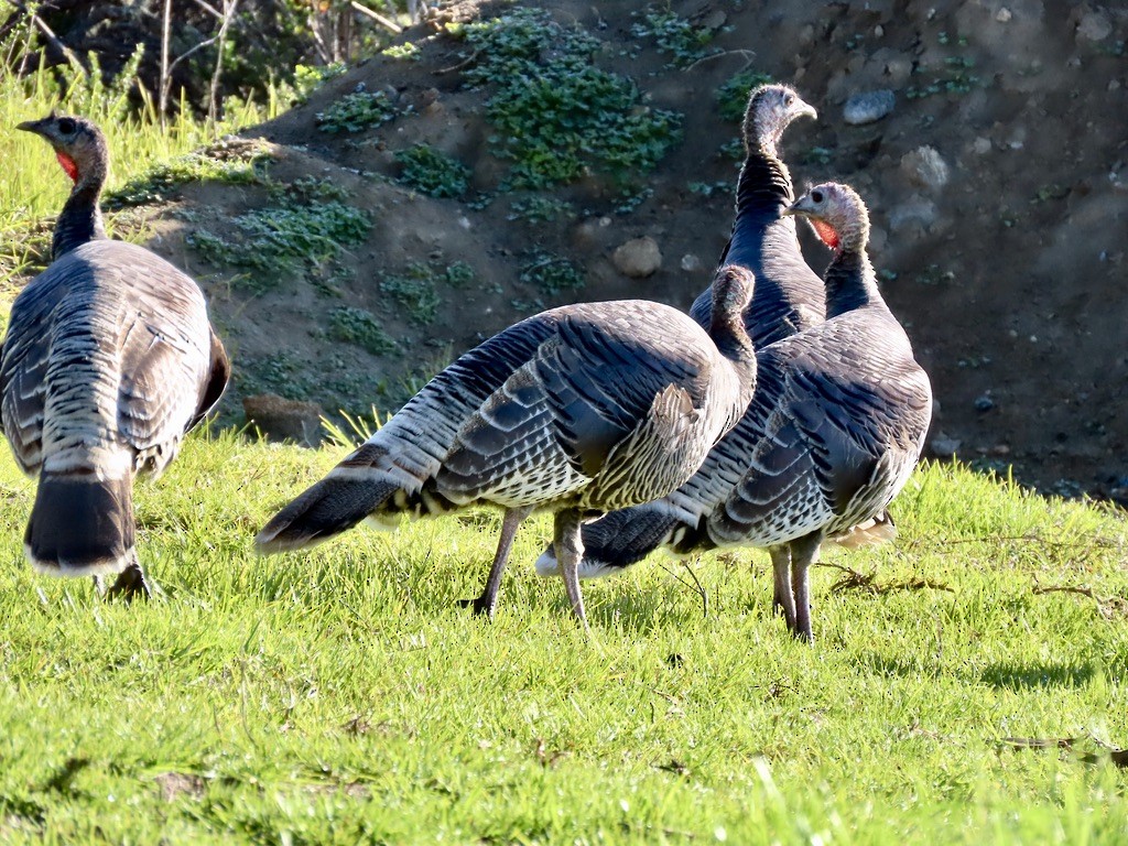 Wild Turkey - ML646556871