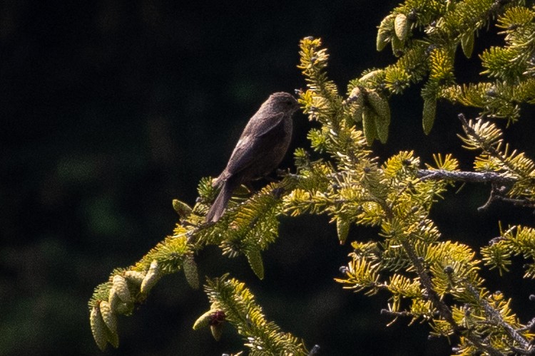 passerine sp. - ML646556872