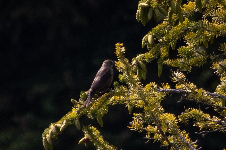 passerine sp. - ML646556873