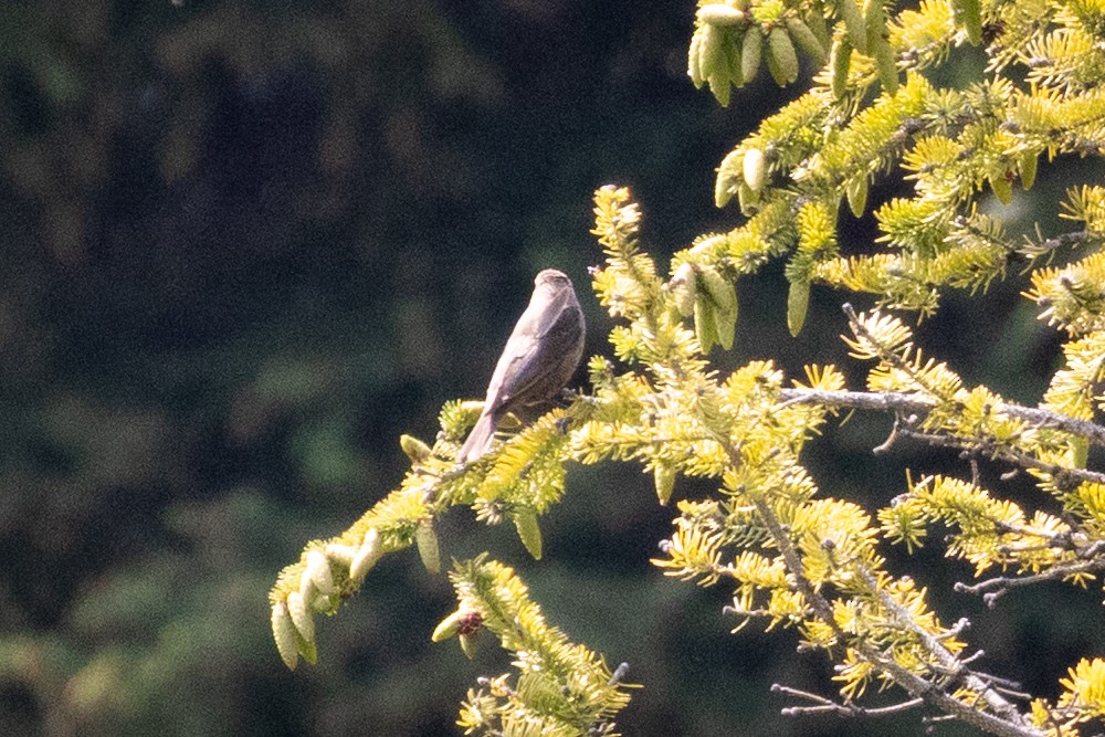 passerine sp. - ML646556874