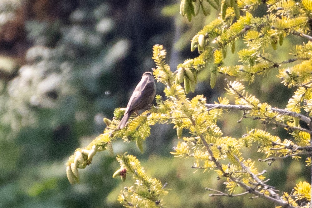 passerine sp. - ML646556875