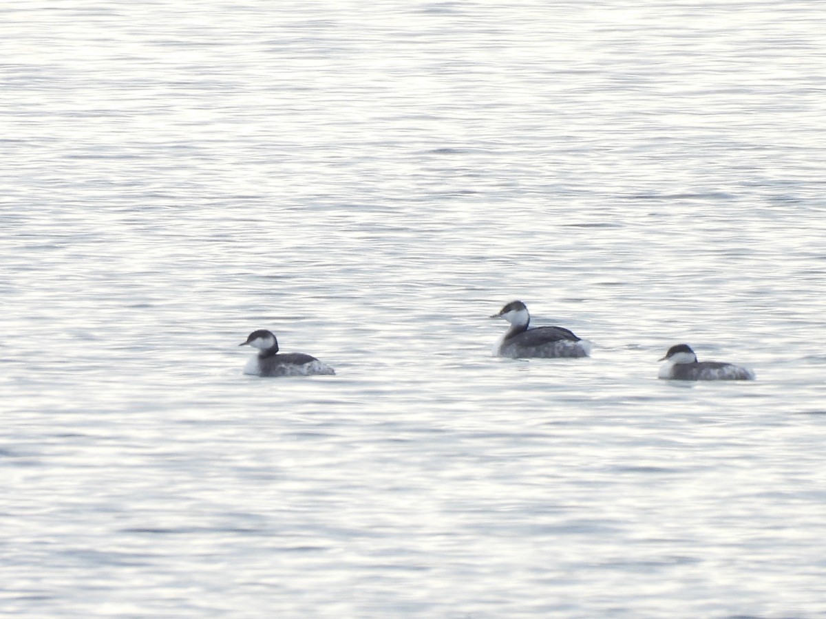 horndykker - ML646556876