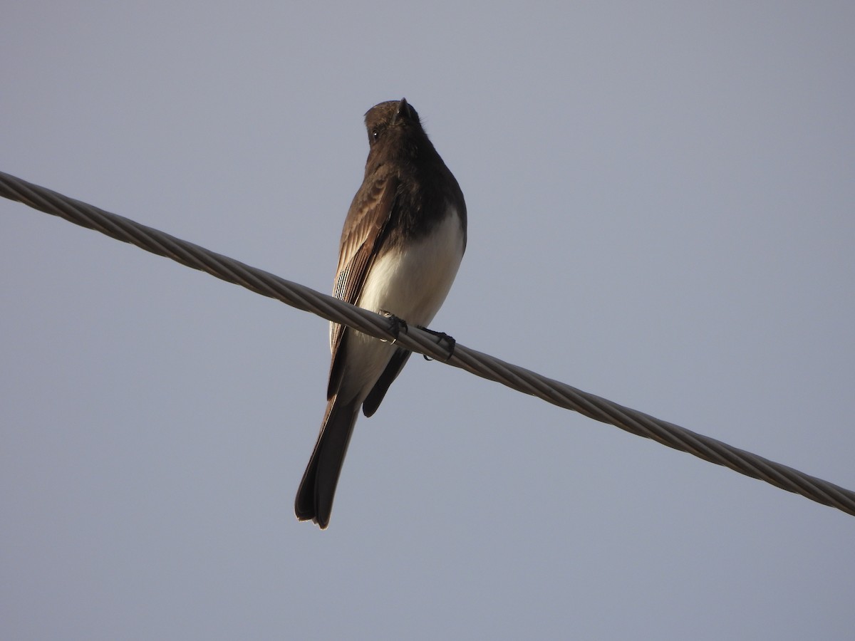 Black Phoebe - ML646556878