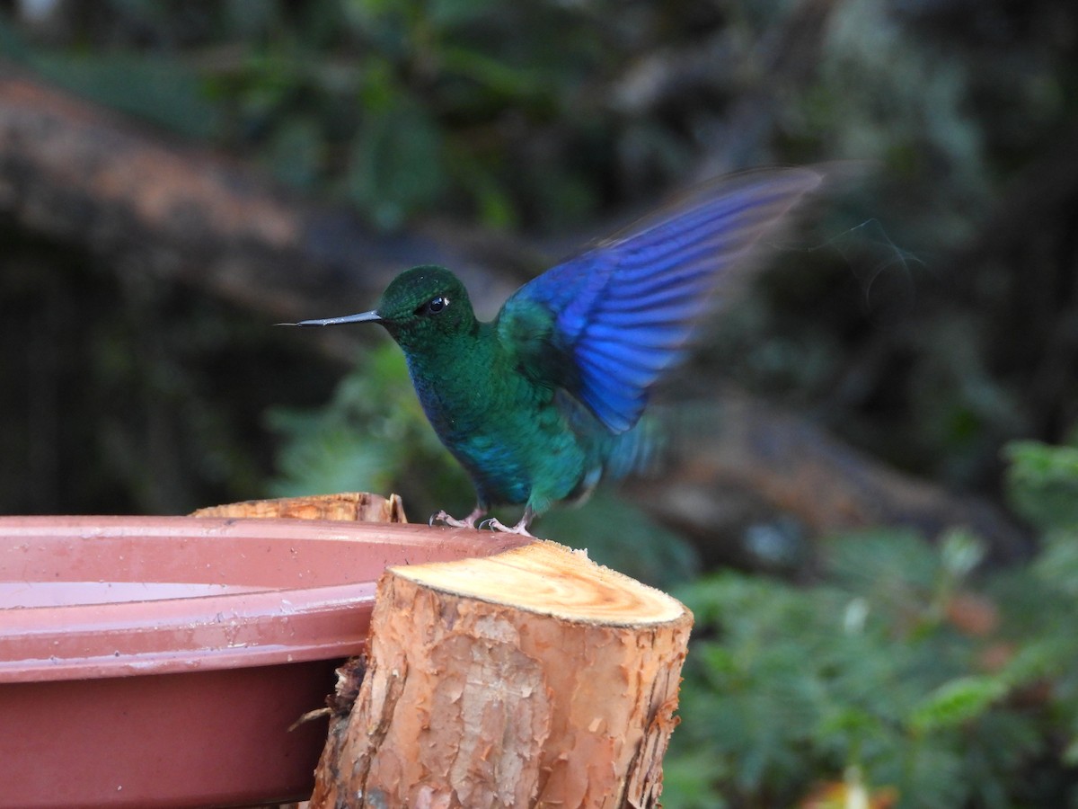 Blauflügelkolibri - ML646556879