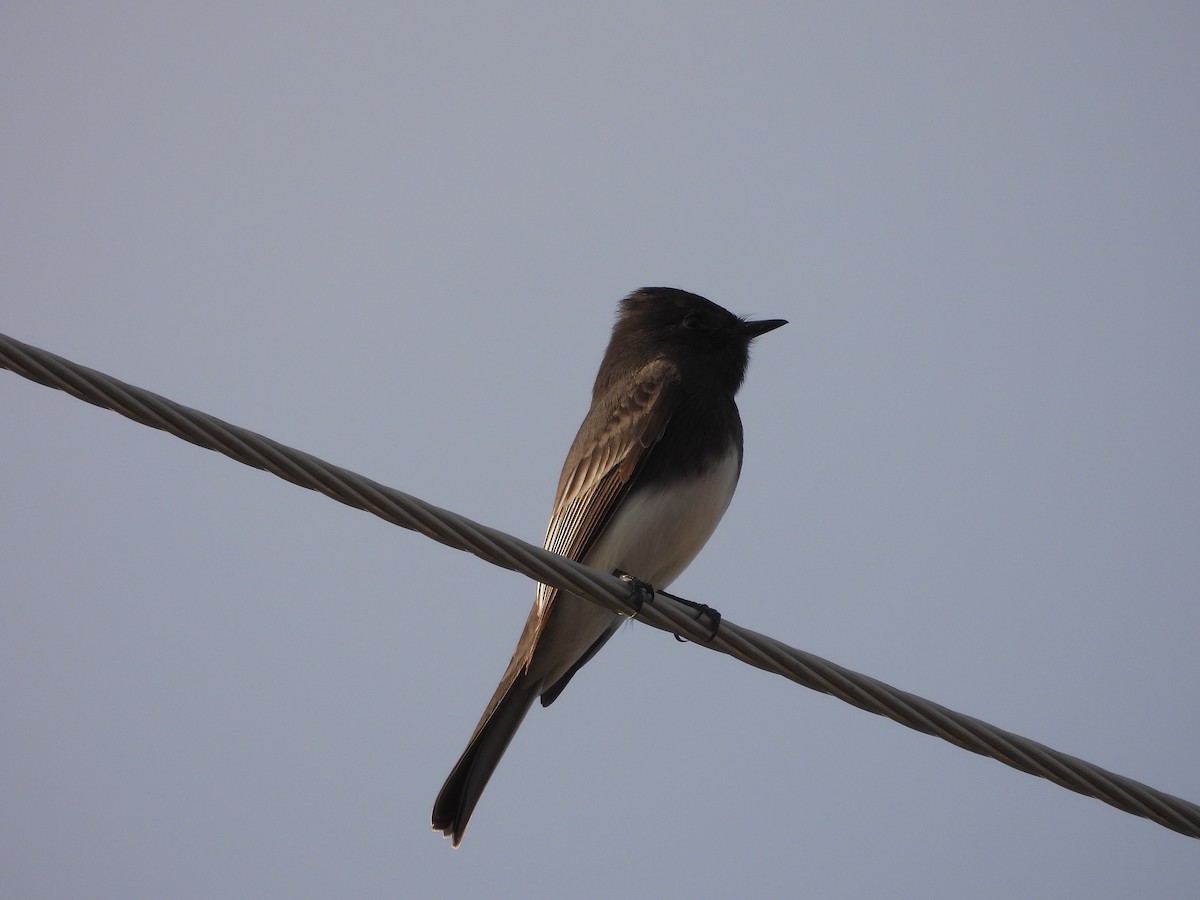 Black Phoebe - ML646556880