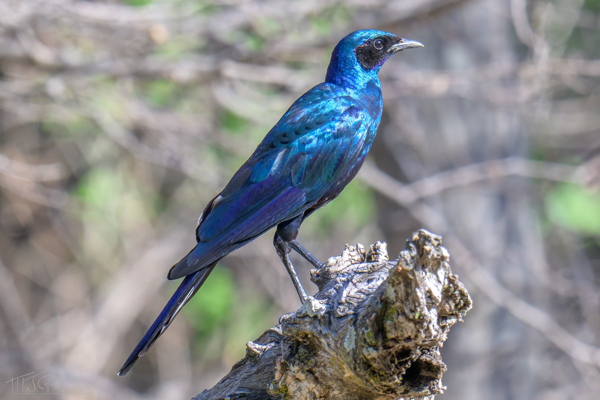 Meves's Starling (Meves's) - ML646556881