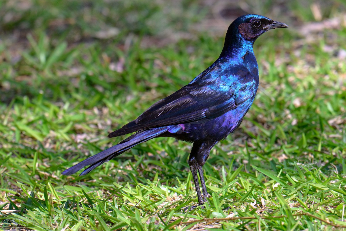 Burchell's Starling - ML646556883