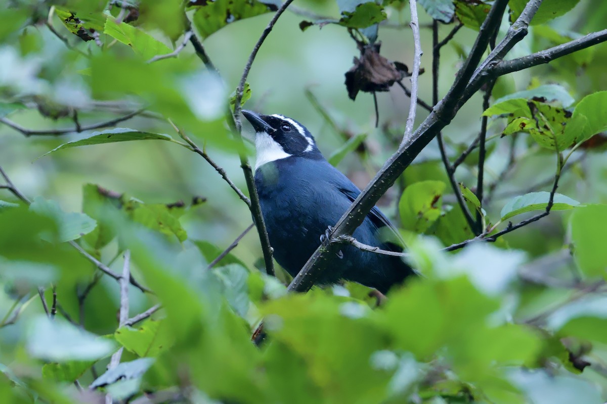 White-throated Jay - ML646556884