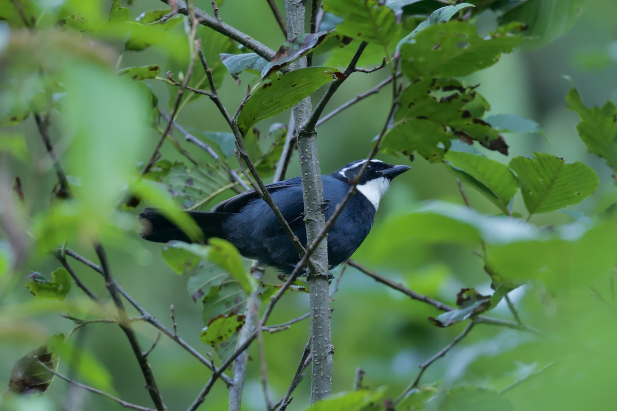 White-throated Jay - ML646556885