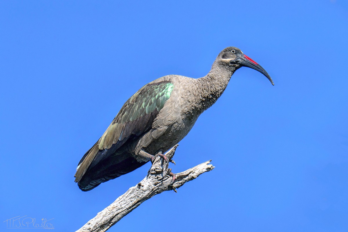 Hadada Ibis - ML646556887
