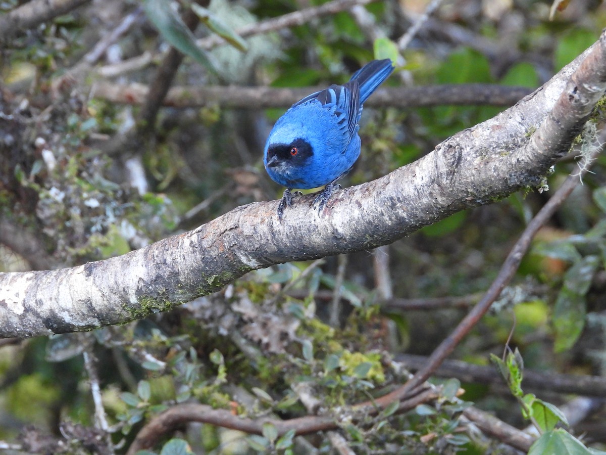 Maskenhakenschnabel - ML646556888