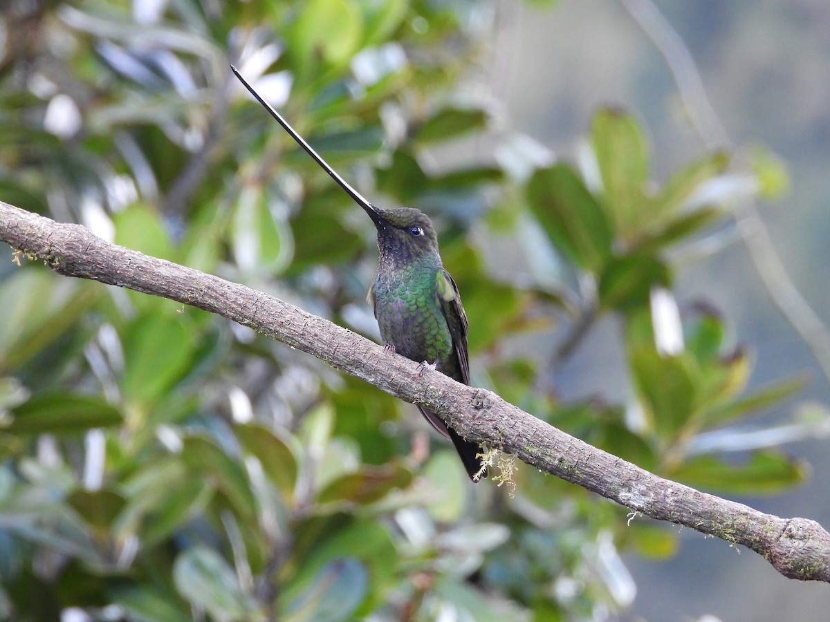 Schwertschnabelkolibri - ML646556893