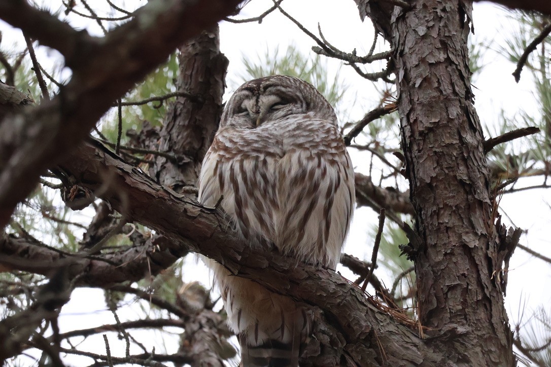 Barred Owl - ML646556897