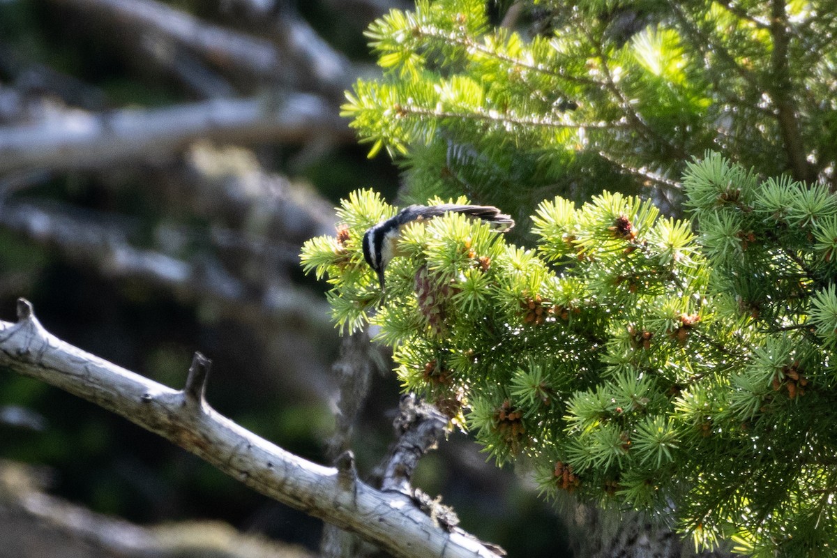Red-breasted Nuthatch - ML646556898