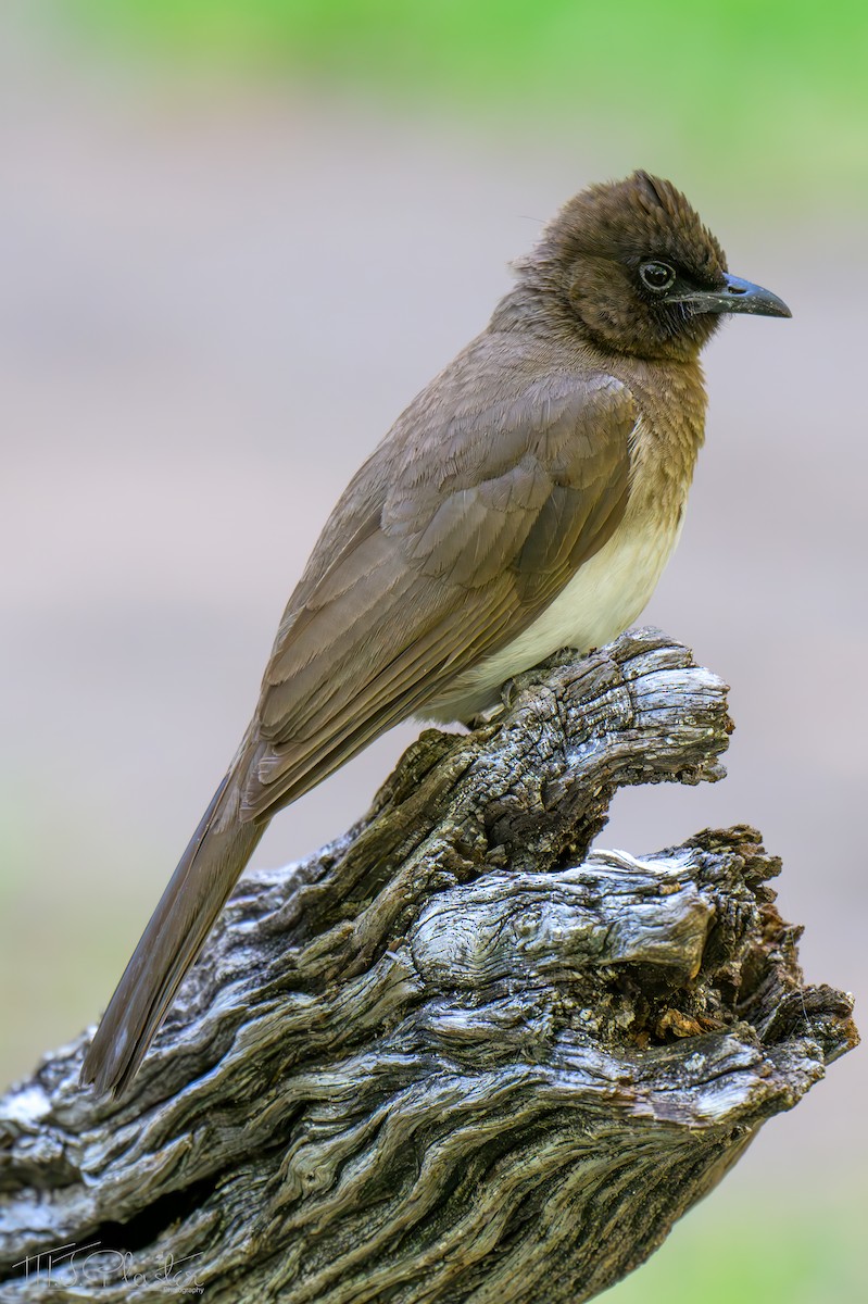 Common Bulbul (Dark-capped) - ML646556900