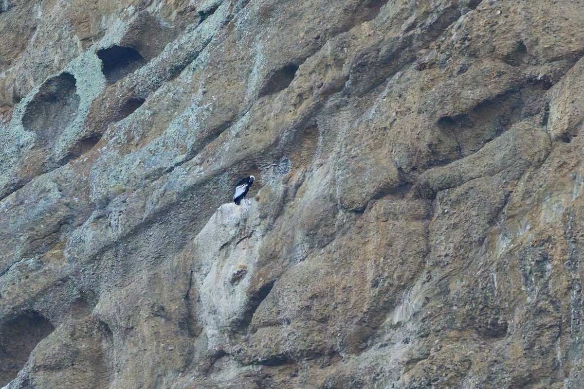 コンドル - ML646556903