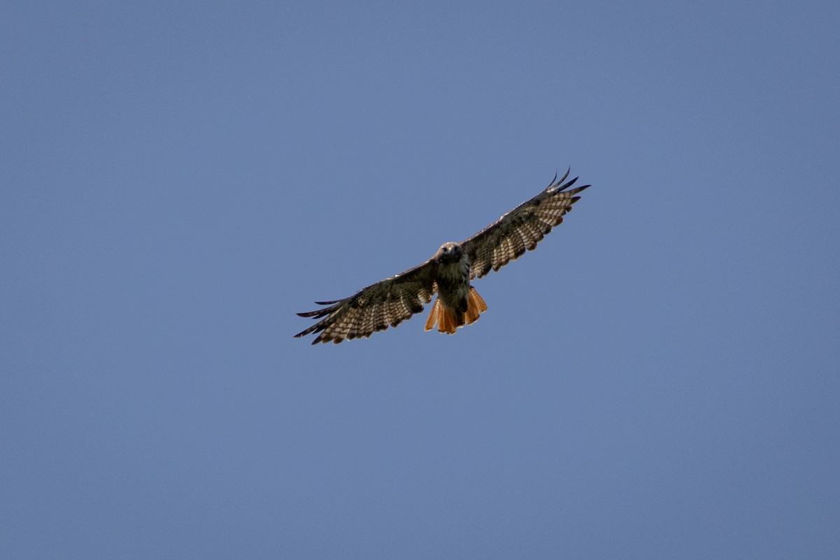 Red-tailed Hawk - ML646556905