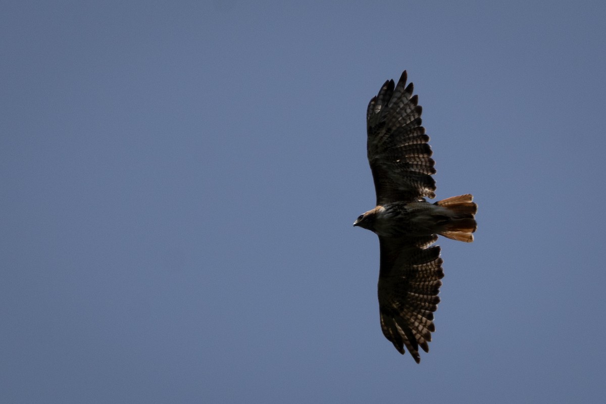 Red-tailed Hawk - ML646556906