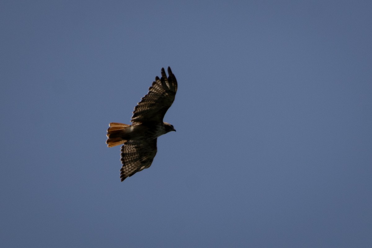 Red-tailed Hawk - ML646556907