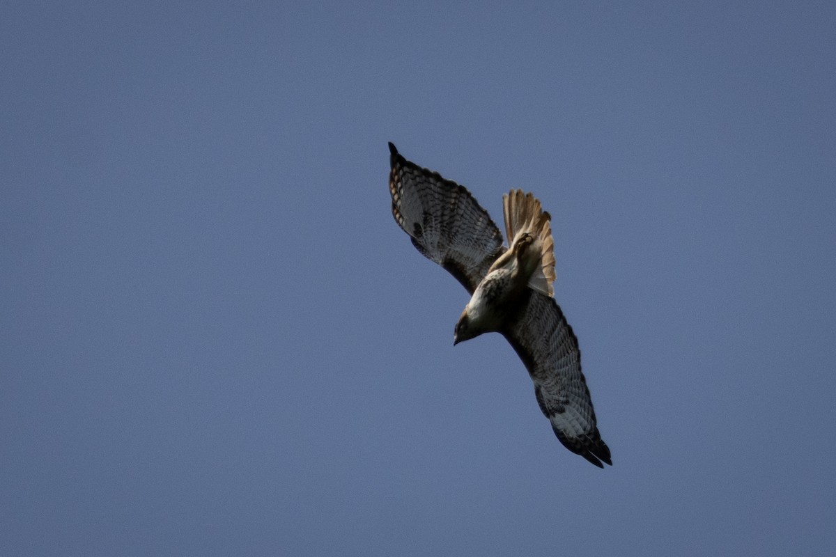 Red-tailed Hawk - ML646556908