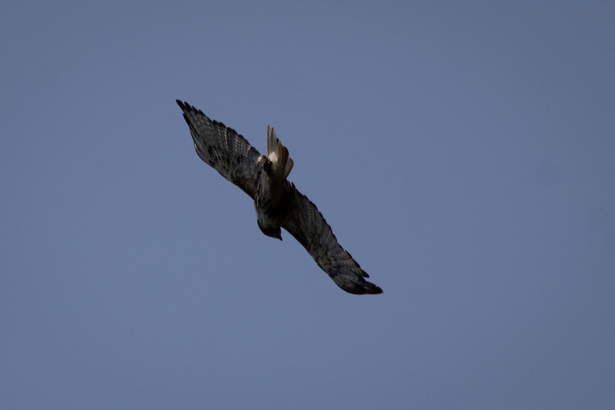 Red-tailed Hawk - ML646556909