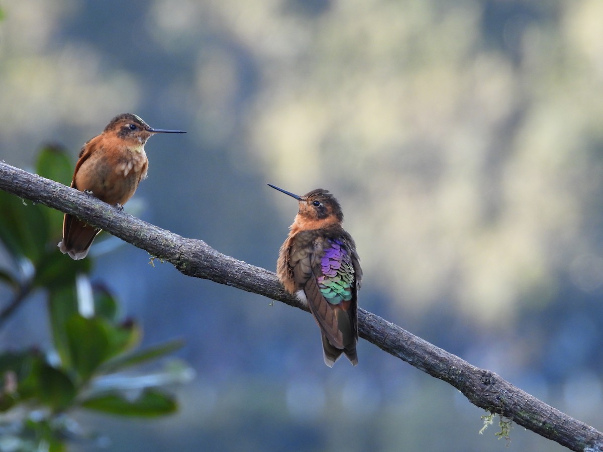 Rostkolibri - ML646556911