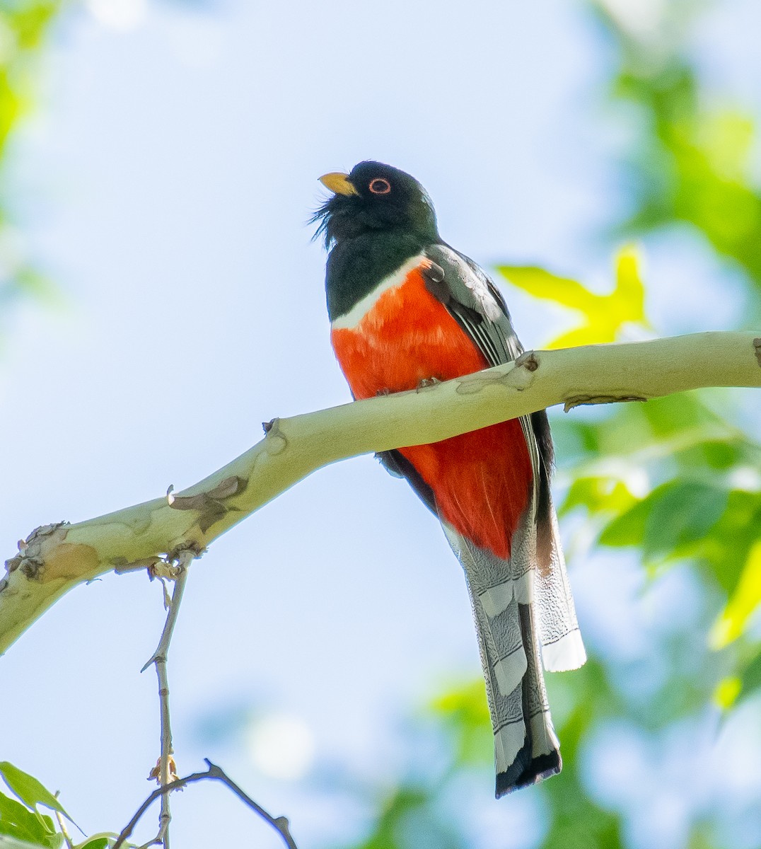 Coppery-tailed Trogon - ML646556915