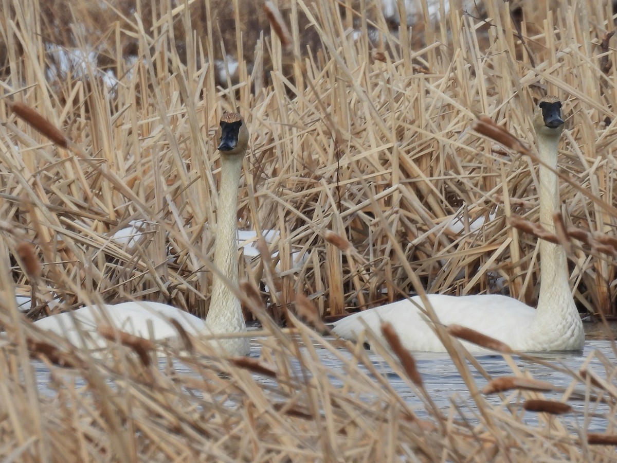 Лебідь-трубач - ML646556916