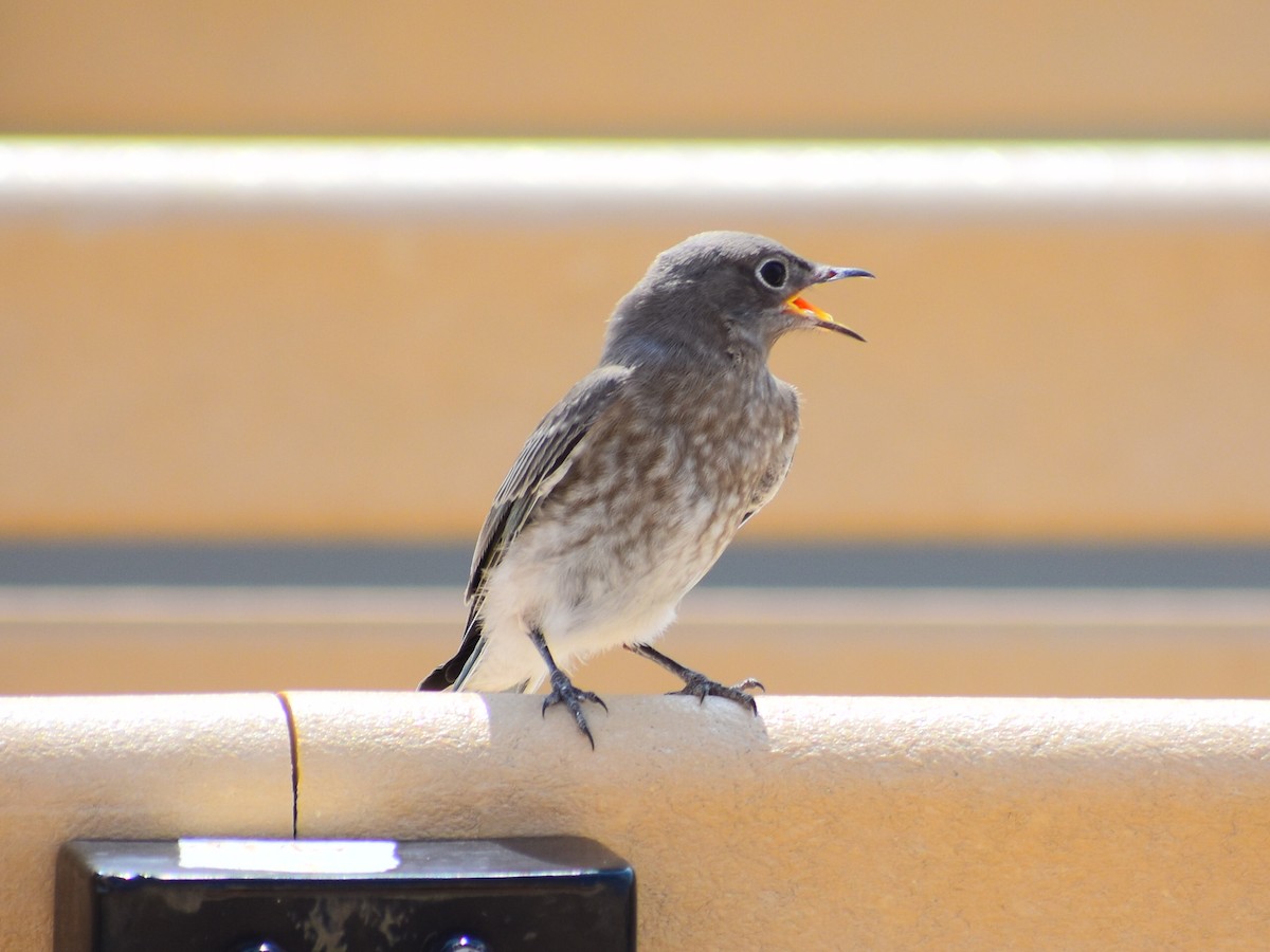 Блакитник середній - ML646556917