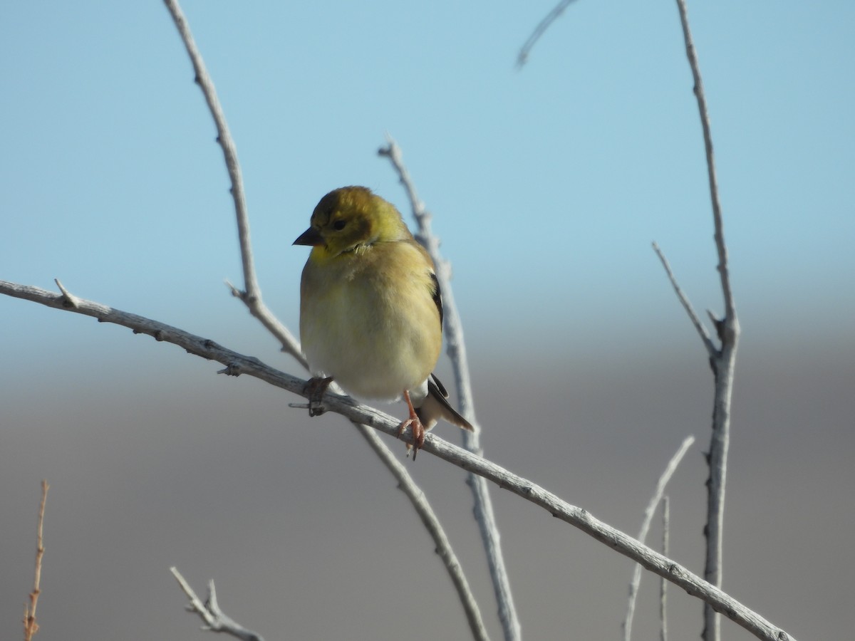 Чиж золотий - ML646556918