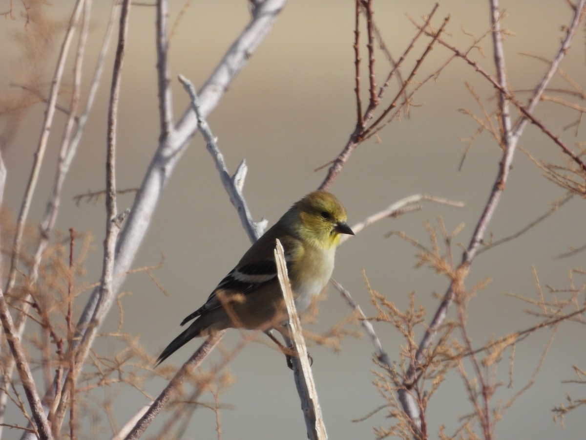 Чиж золотий - ML646556919