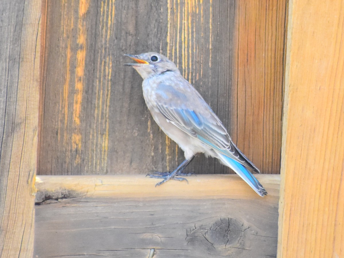 Блакитник середній - ML646556920