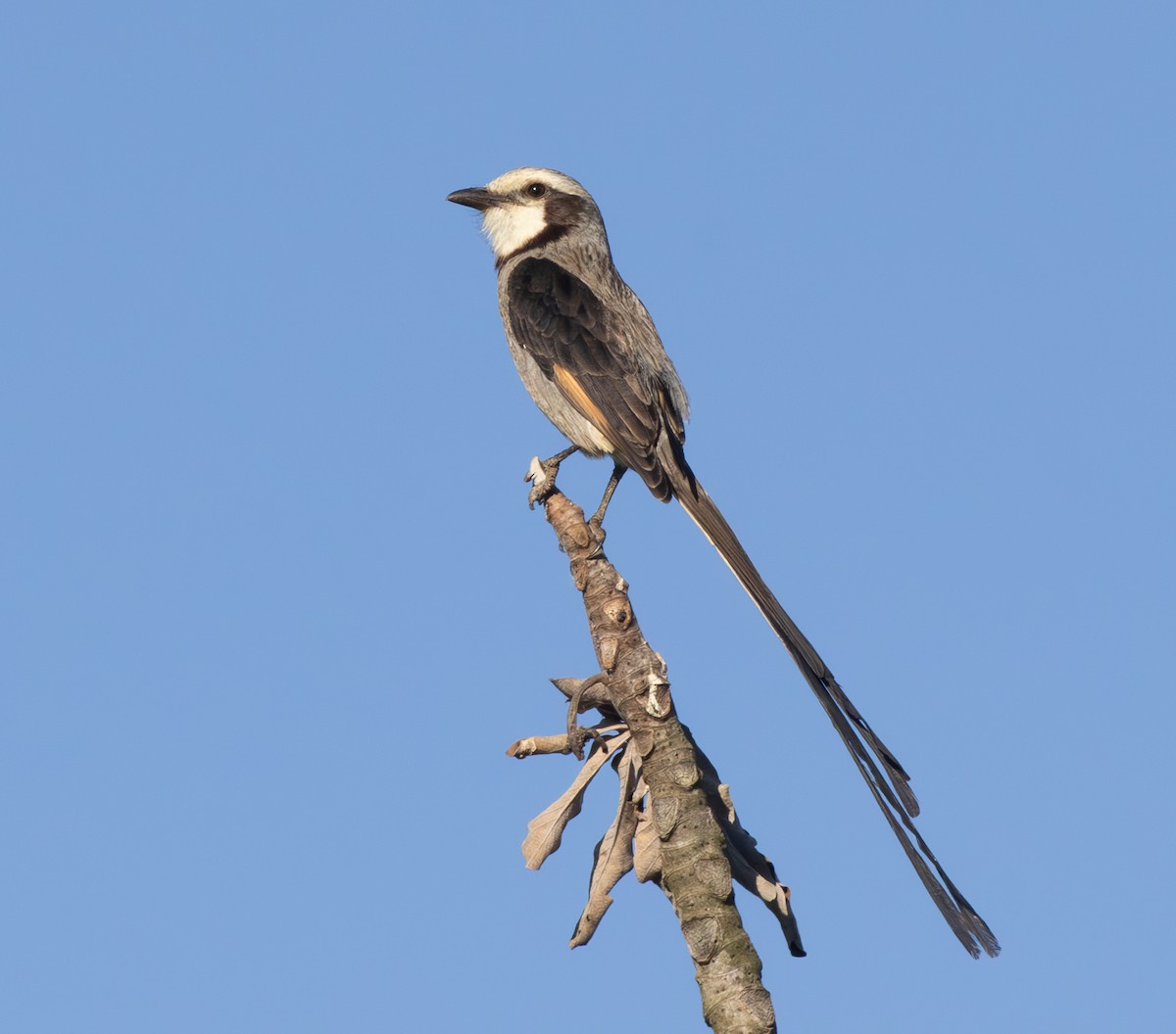 Ятапа-стернохвіст - ML646556921