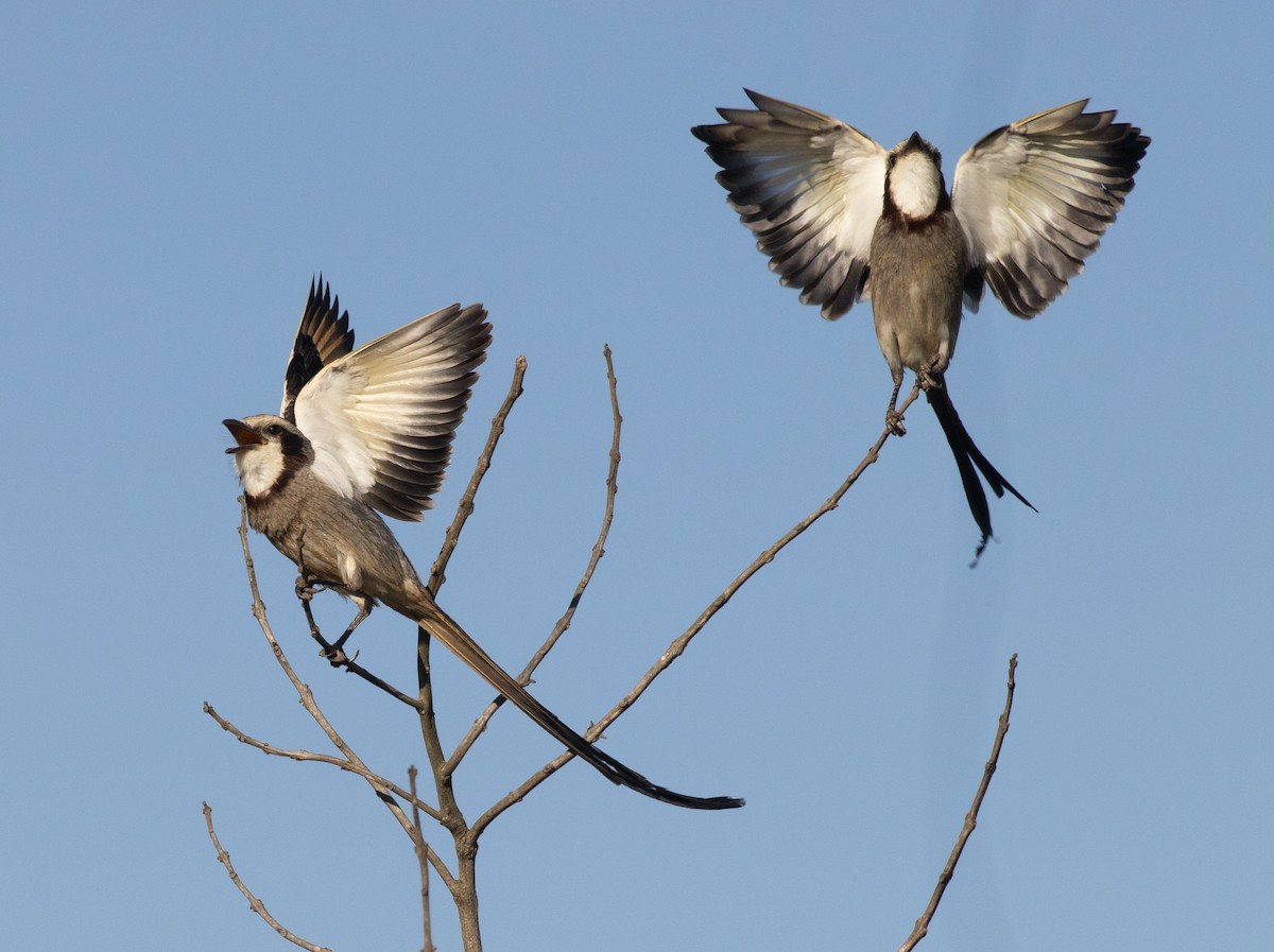 Ятапа-стернохвіст - ML646556924