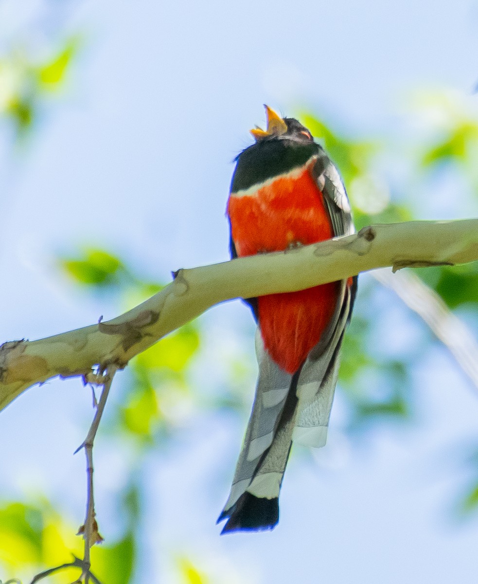 Coppery-tailed Trogon - ML646556925