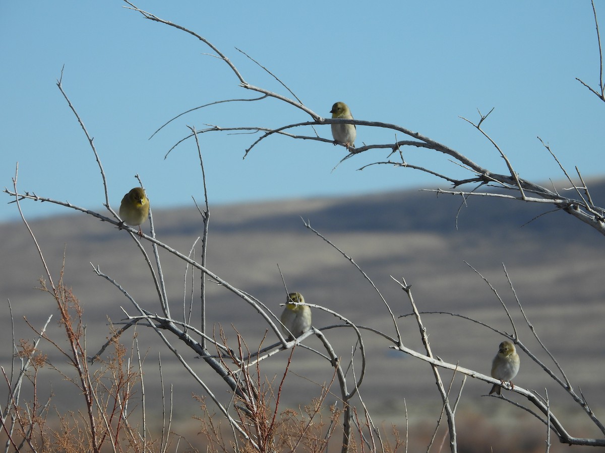 Чиж золотий - ML646556926