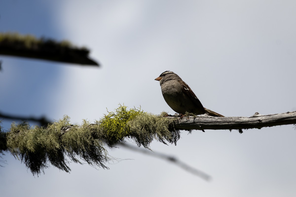 Бруант білобровий - ML646556927