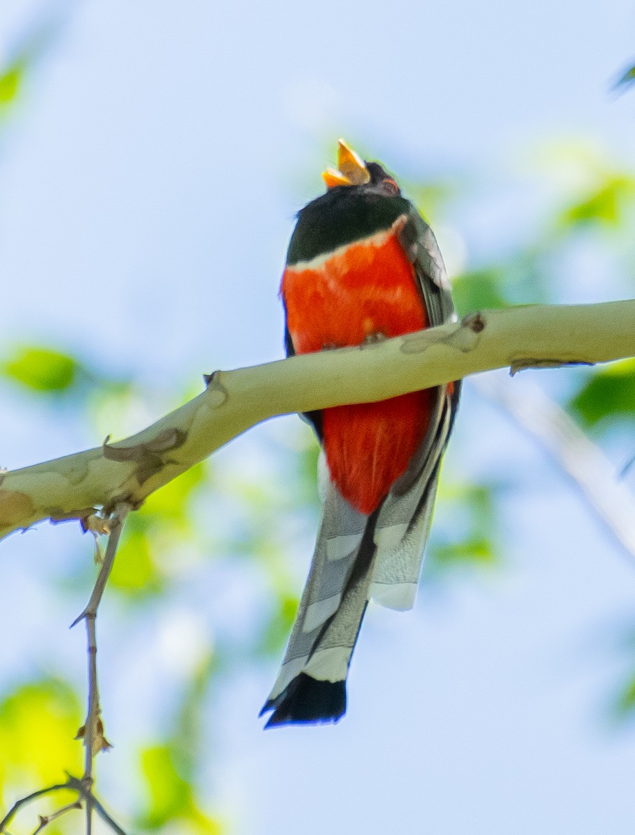 Coppery-tailed Trogon - ML646556929