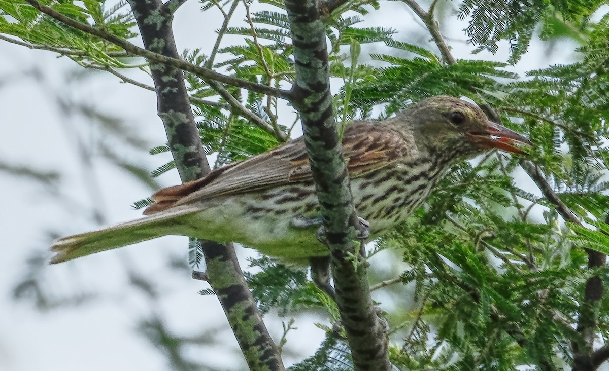 Вивільга оливкова - ML646556930