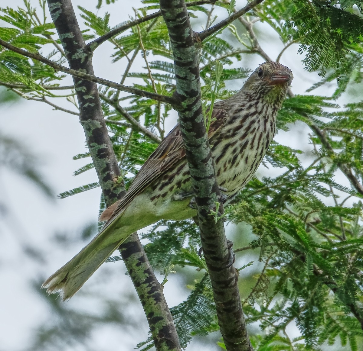 Вивільга оливкова - ML646556931