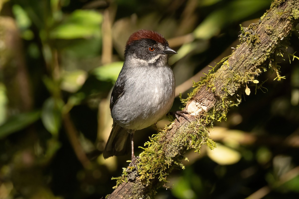Заросляк сланцевий північний - ML646556932